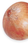onion as decoration element